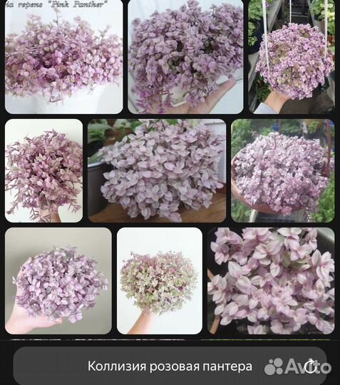 Каллизия розовая пантера