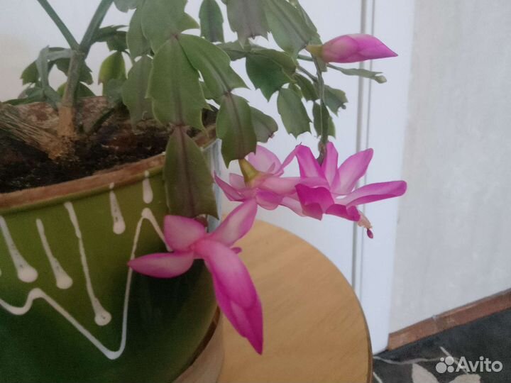 Декабрист шлюмбергера