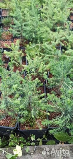 Саженцы ель голубая