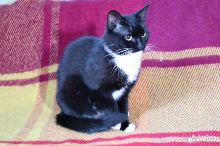 Кошки в добрые руки