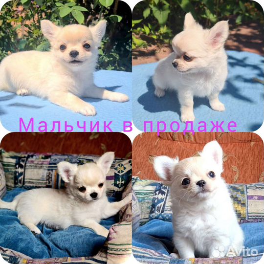Мальчик чихуахуа, РКФ