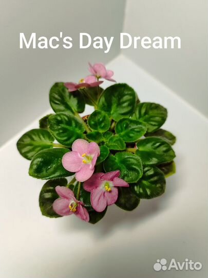 Мини фиалочки