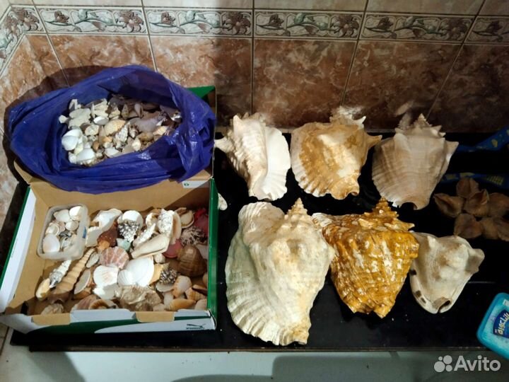 Ракушка морская большая