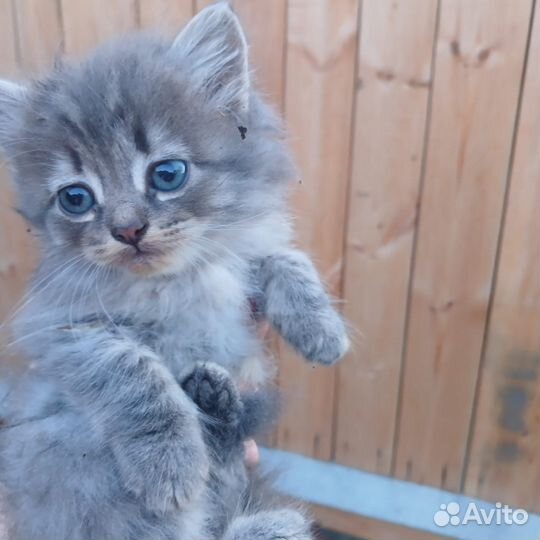 Котята сибирской кошки, котенок, кошка