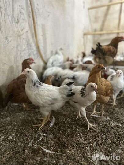 Куры молодки несушки