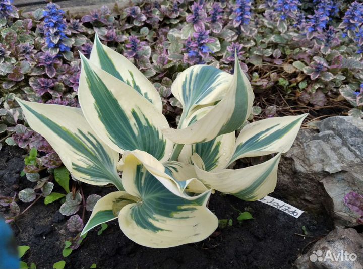 Хоста в ассортименте