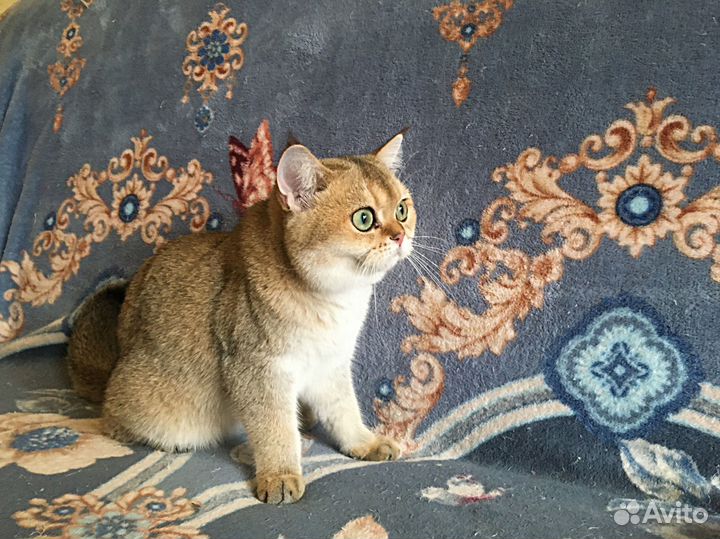 Золотая девочка