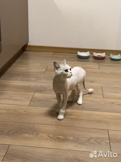 Шотландская кошка