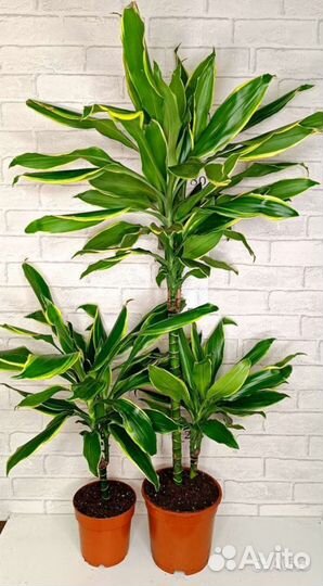 Драцена Голден кост