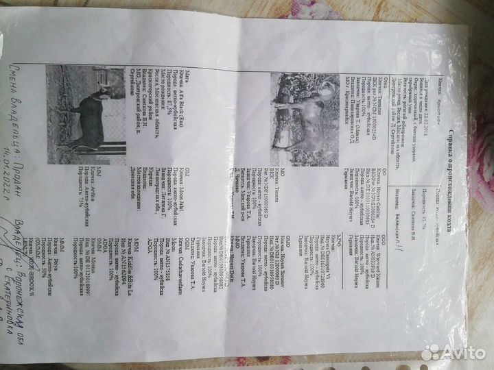 50 нубийский козлик обмен на зерно