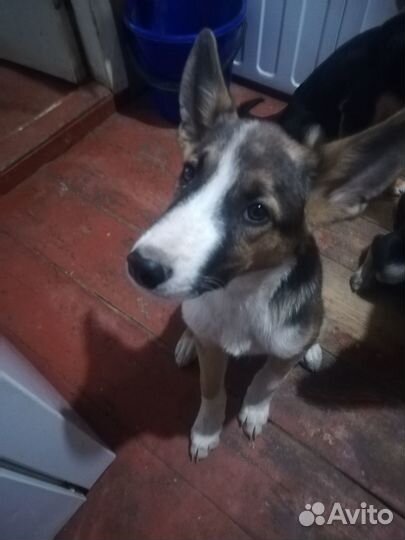 Щенки в добрые руки