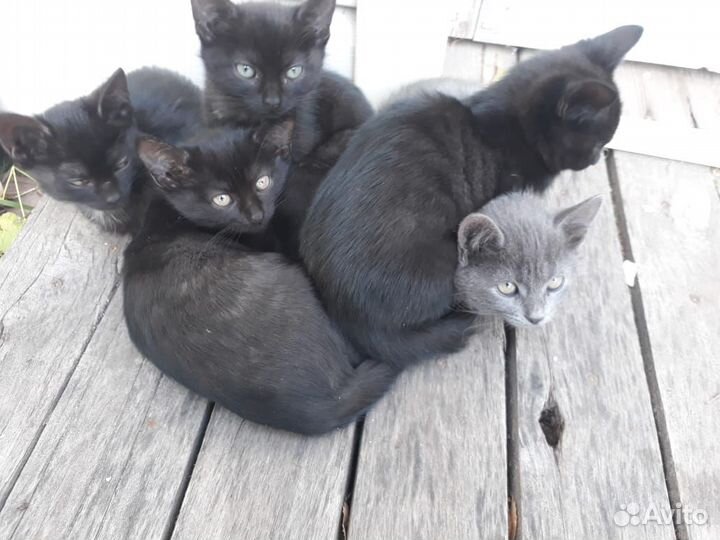 Котята в добрые руки