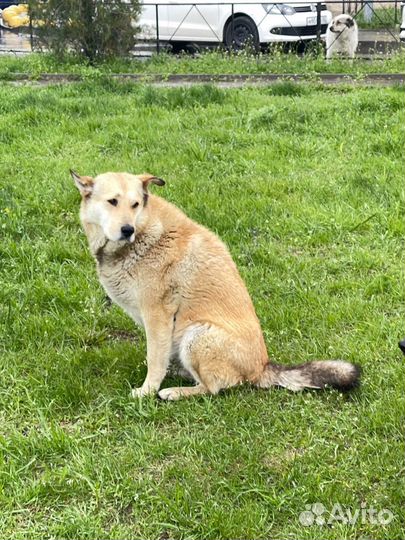 Собака ищет добрые руки