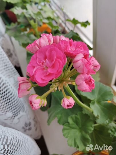 Герань пеларгония цветущая