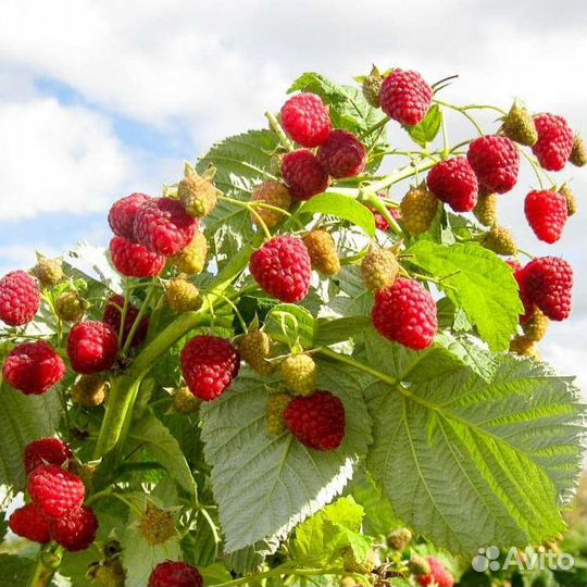 Малина, микс, из самых лучших сортов