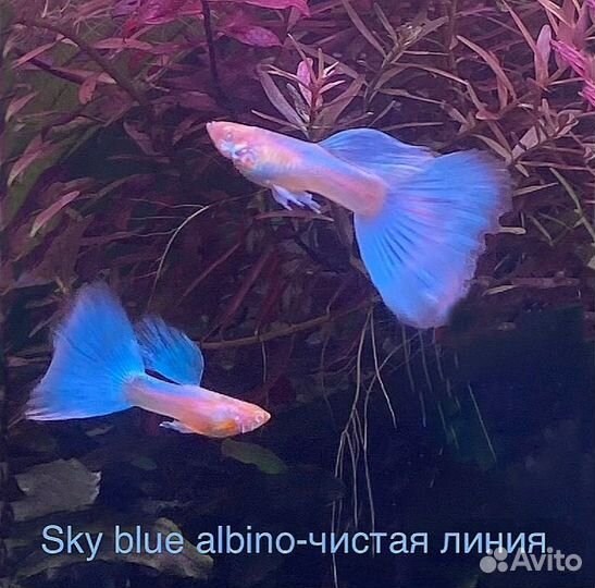 Аквариумные рыбки гуппи