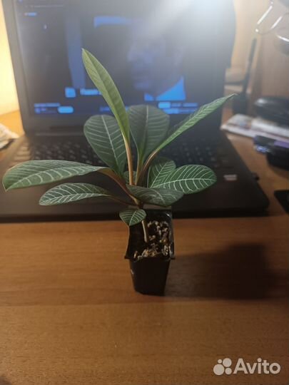 Комнатные растения