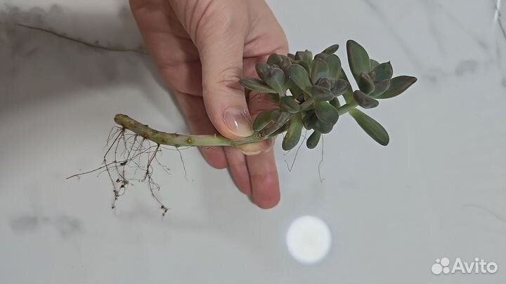 Декор для дома