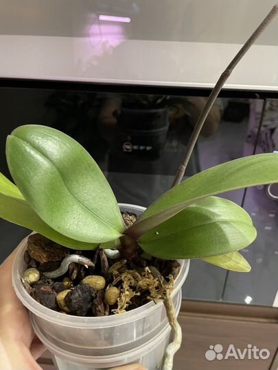 Орхидея фаленопсис Амадоро
