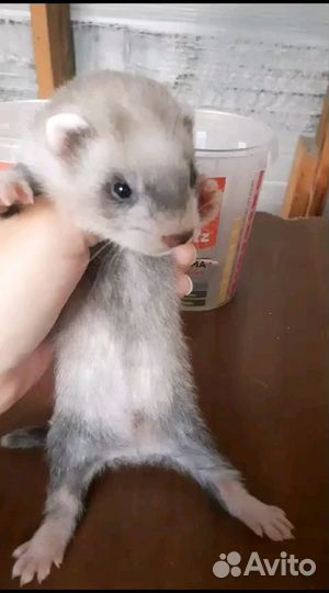 Щенки хорька