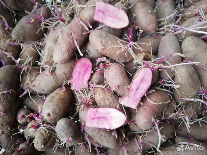 Семенной картофель
