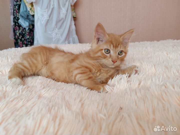 Отдам котика в добрые руки