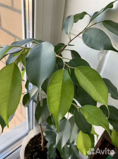 Бенджамина