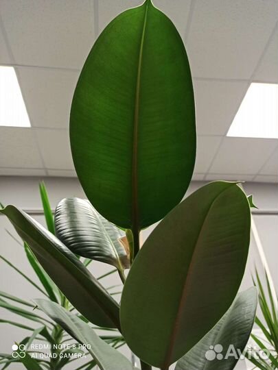 Фикус каучуконосный, эластика, Робуста