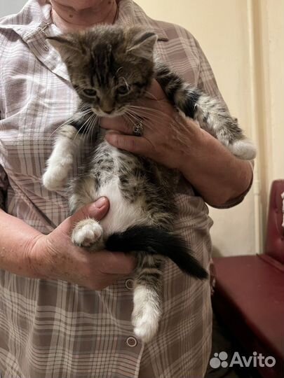 Кошка (котенок)