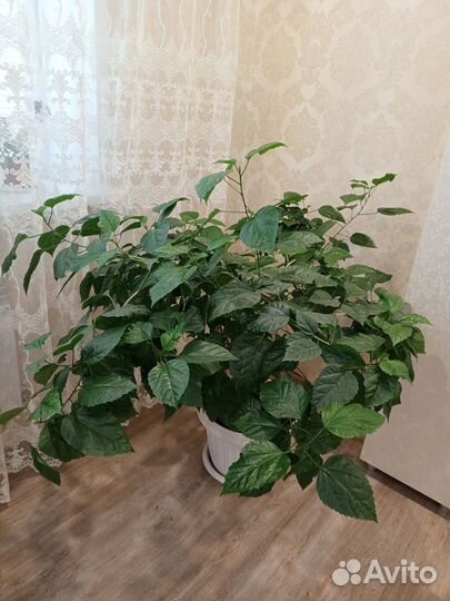 Гибискус китайская роза и шефлера