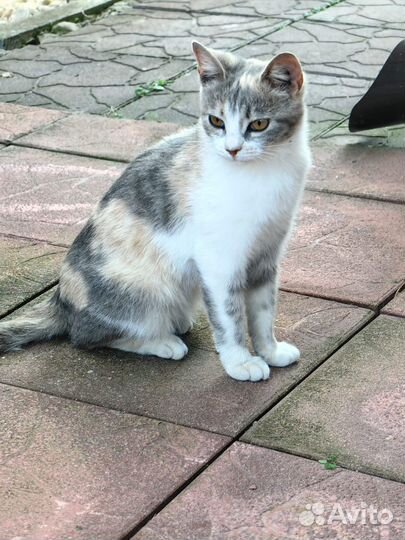 Котёнок девочка