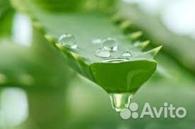 Алоэ (столетник) лечебный