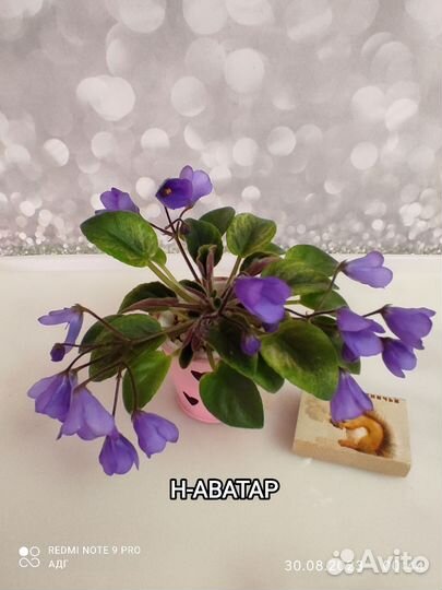 Фиалки набор