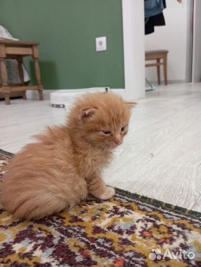 Чудесные рыжики из мусорного бака