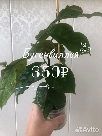 Комнатные растения 1