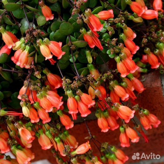 Каланхоэ ампельное, красулы 2 сорта. Кокино