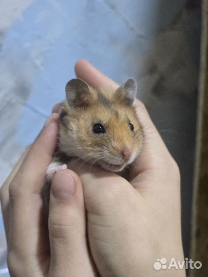 Сирийский хомяк мальчик