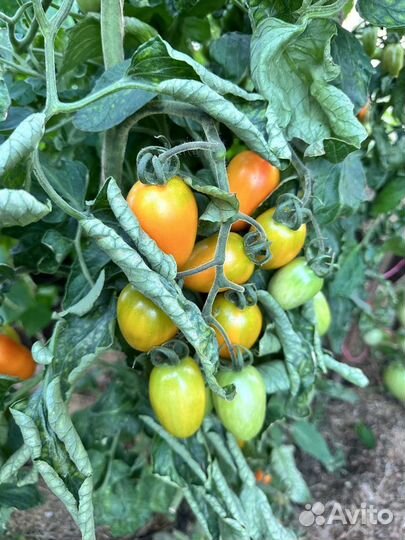 Огурцы домашние