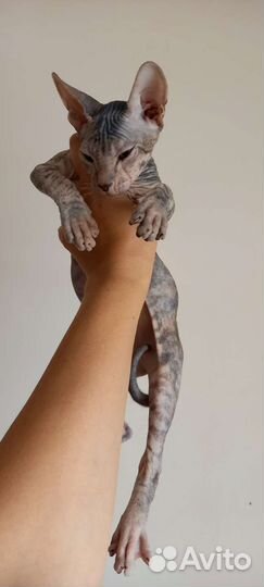 Кошка донской сфинкс