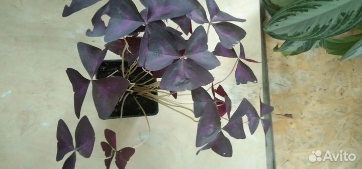 Кислица оксалис