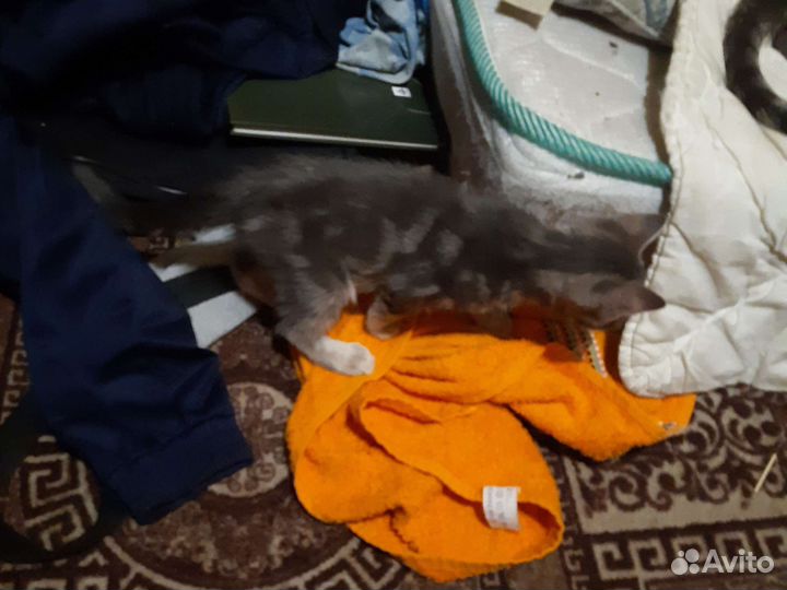 Кошка и котята