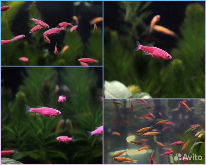 Рыбки данио гло