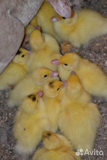 Белая мускусная утка с утятами (индоутка)