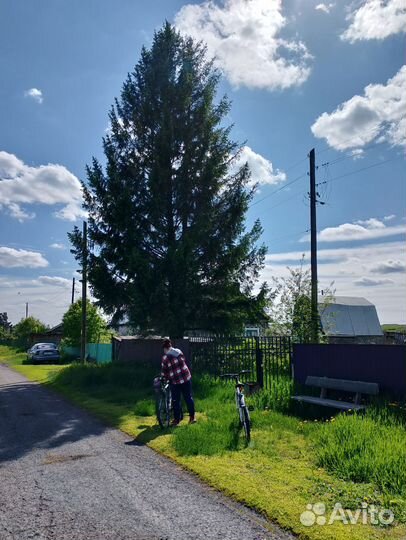 Ёлка огромная