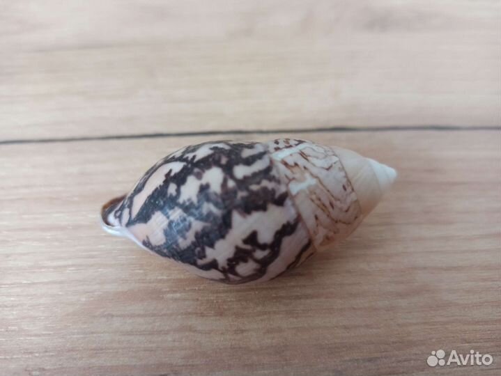 Морская раковина