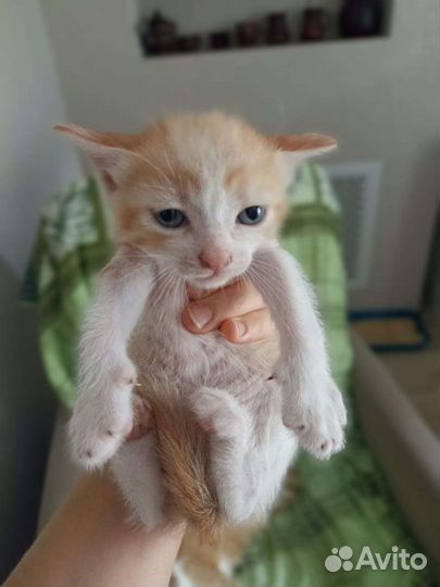 Котик 2 месяца от домашней кошечки