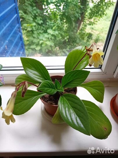 Комнатные цветы