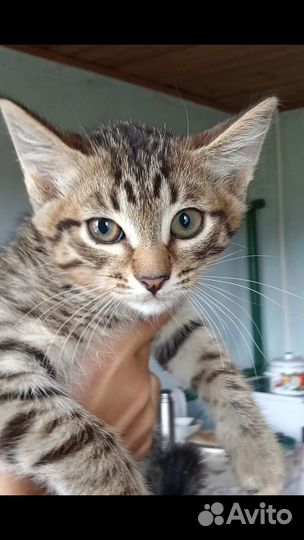 Отдаем котят в хоршие руки