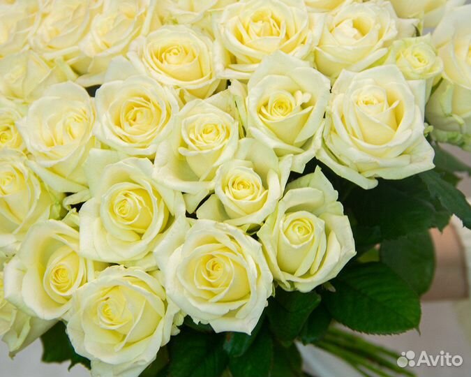 Букет из 51 белой розы 40 см (Россия) под ленту