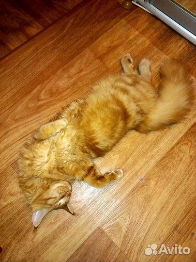 Котята мейн кун